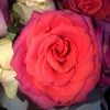 hortapriscilla1